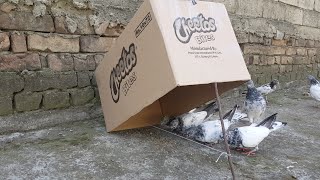 Best Cardboard Bird Trap  How To Trap Pigeon Easy At Home [upl. by Maxima122]