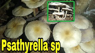 Psathyrella sp [upl. by Demah]