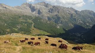 Mucche al pascolo a SantAnna Gressoney la Trinitè Valle dAosta [upl. by Paff122]