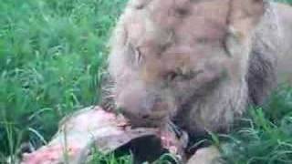 ► Lions Documentary  quotLIONESS BITES THE BUFFALO´S BALLSquot 18  HD [upl. by Ana]