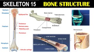 Skeleton 15  Structure of Bone  Epiphysis  Diaphysis  Metaphysis  Endosteum  Periosteum [upl. by Toiboid6]