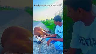 🐄Gau Mata full video🐄gau mata 🐄like sher 🐄🐄🐄😭😭🙏🙏 [upl. by Petua]