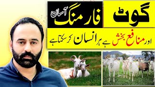 secret of success in goat farming  way to earn profit in goat farming [upl. by Oniuqa]