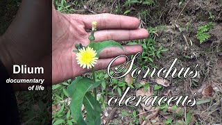 Common sowthistle Sonchus oleraceus  part 1 [upl. by Hackney221]