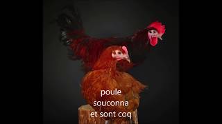 mes deux poules souconna de loire [upl. by Breanne]