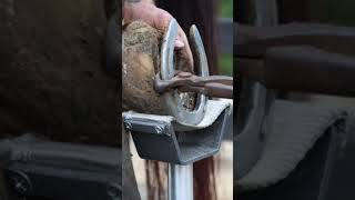 taking off this hard horseshoe shorts farrier satisfying asmr [upl. by Ainatnas]