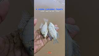 Rescue Completed  quot2 Green Chromide Fishes Lifes Saved Todayquot trending fishermans viralshort [upl. by Assirhc]