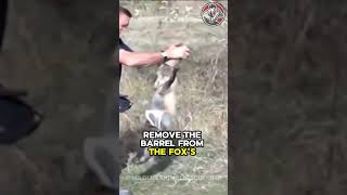 Heartfelt Rescue of a Fox with Its Head Stuck in a Roadside Bucket [upl. by Dimmick]