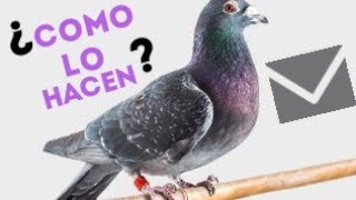 ¿Como saben las palomas mensajeras donde tienen que ir [upl. by Keil]