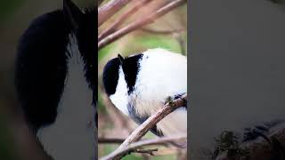 🖤 Black capped chickadee 🤍 [upl. by Latsryc412]