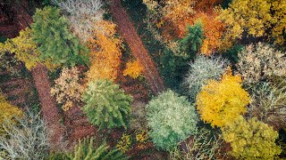 Herbstzauber aus der Luft Wald erstrahlt in bunten Farben drohne schleswigholstein waldbaden [upl. by Tala]