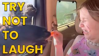 Funniest Animals of the Year Try Not To Laugh Challenge 🙈😹 [upl. by Adnahcir]