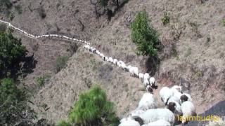 himalayan sheep caravan 🐏🐑🐐🐐🐏🐑🐐🐏  sheep farm [upl. by Euginimod454]