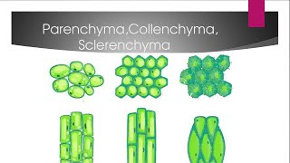 Differernce Between Parenchyma Collenchyma And Sclerenchyma [upl. by Nosneb]