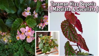 BUNGA BEGONIA Begonia Macullata Plant and Begonia Cucullata Plant care [upl. by Roslyn445]