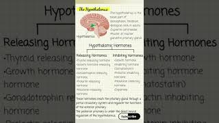 The Hypothalamus full details🔥 hypothalamus notes shorts [upl. by Surtimed556]