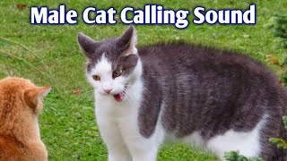 Male Cat Calling Female  Male Cat in heat sounds  Cat Mating Call SoundCat Sounds To Attract Cats [upl. by Gerstein578]