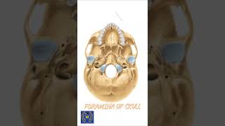 How To Remember Skull Foramina [upl. by Ernestus]