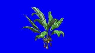 Banana Tree  Blue Screen Footage [upl. by Aniri]