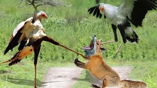 15 Epic Bird Attacks Caught on Camera [upl. by Nelra]