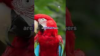 Parrots viralvideo facts animalcuriosities animalfacts wildlife wildanimalfacts animals [upl. by Conias]