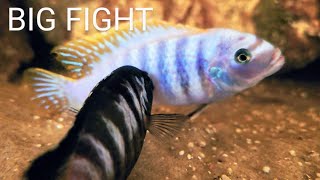 Epic African Cichlid Fight  Aggressive Malawi Mbuna Full Fight [upl. by Yessac411]