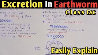 Excretion in earthworm  Metanephridium  Class 12 Biology [upl. by Maxima]