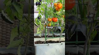 Vegetable Gardening for Beginners Essential Tips and Tricks youtubeshorts vegetablegardening [upl. by Nochur]