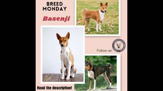 Have you heard of the Basenji Read the description for more info [upl. by Oinafipe189]