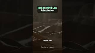 Jerboa Hind Leg Adaptation [upl. by Oba]