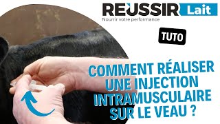 TUTO Comment réaliser une injection intramusculaire sur le veau [upl. by Sharyl]