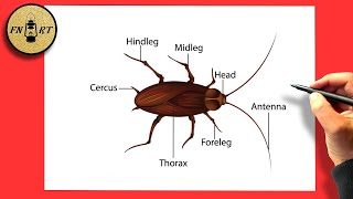 How to draw a cockroach and label [upl. by Mota]