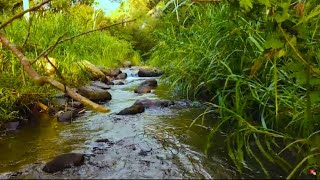 Flowing River Serenity Soothing Water Sounds for Deep Relaxation and Stress Relief [upl. by Huei]