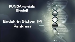 Endokrin Sistem 4 Pankreas [upl. by Ettenhoj]