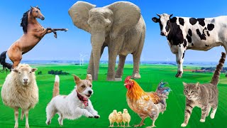 Beautiful Animal Moments  Dog Cat Chicken Elephant Cow Sheep  Animal Sounds [upl. by Nnaxor]