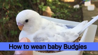 How to wean baby budgies [upl. by Methuselah]