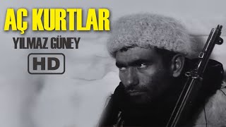 Aç Kurtlar Türk Filmi  FULL  YILMAZ GÜNEY [upl. by Gnoy]