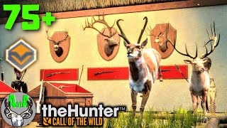 Silver Ridge Peaks Lodge Tour 75 Diamonds  theHunter Call of the Wild [upl. by Annawahs335]