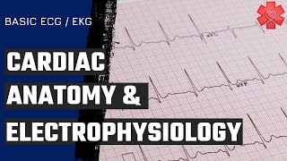 Basic ECG EKG Part 1 The basics of Cardiac Anatomy amp Electrophysiology [upl. by Mandych]