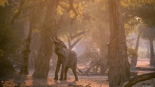 Expedição Fotográfica Zimbábue  Mana Pools 2025  Video 2 [upl. by Damaris997]