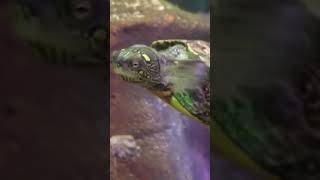 These adorable Terrapins came to say hello to us terrapin sealife turtle [upl. by Casta]