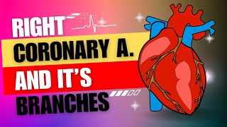 شرح ال right coronary artery and its branches [upl. by Cliffes487]