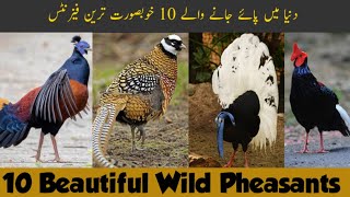 10 Most Beautiful Wild Pheasants in the World  Pheasant Species and Types  Most Beatutiful Birds [upl. by Edita]