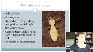 Blattodea [upl. by Lleumas59]