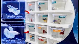 BETTA Fish SHOPPING SPREE BREEDING Betta Fish [upl. by Atirahc]