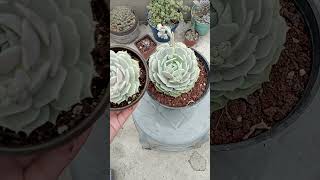 Mi echeveria lola ya creció bastante 🥹🥹🥹 musica lola sabino ccactusuculentas [upl. by Aniratak]