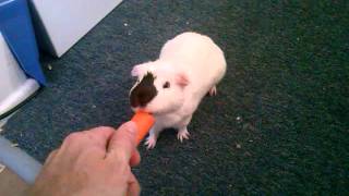 Guinea Pig doing Tricks Jumping and Following me around the house [upl. by Nohtiek107]