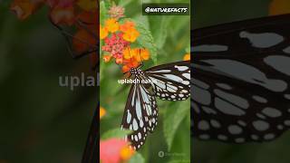 Some butterflies drink blood 🦋 facts naturefacts factsinhindi hindi nature science animals [upl. by Arvind847]