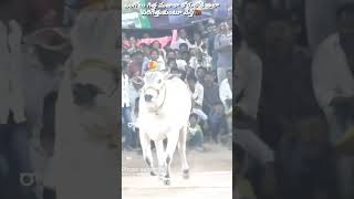 ongole BULL court entry [upl. by Sulamith400]