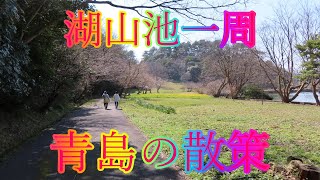 春の散策 3月15日 金曜 晴れ 高齢者の挑戦 湖山池一周 青島の散策 日本 鳥取県鳥取市金沢 湖南体育館 WalkingYoshi [upl. by Nnylidnarb]